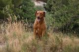 RODESIAN RIDGEBACK 263